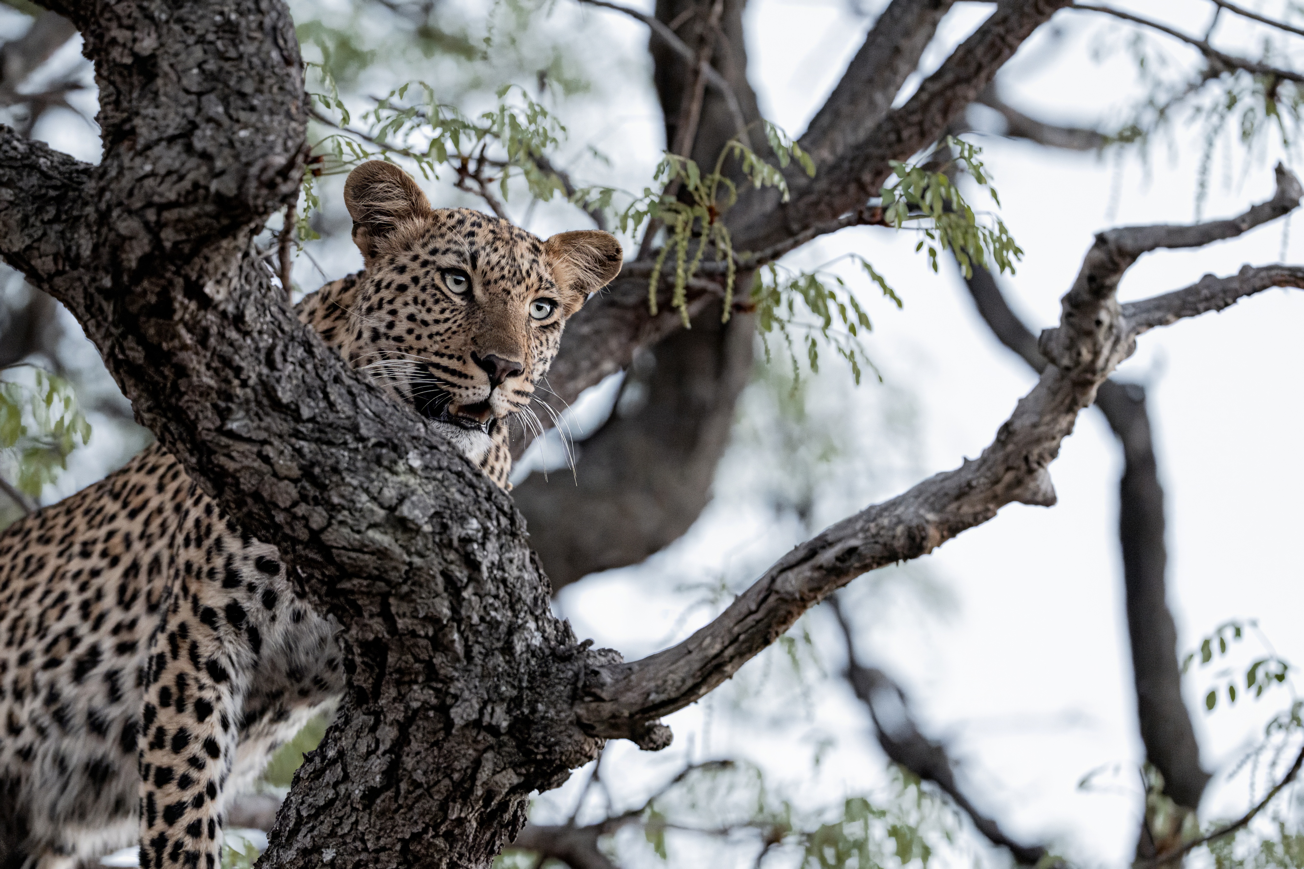 Leopard resting in a tree — Threads of the Wild